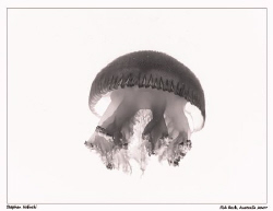 Jellyfish X-ray? by Stephen Holinski 
